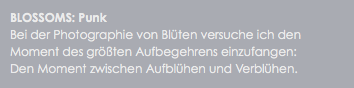 BLOSSOMS: Punk
Bei der Photographie von Blüten versuche ich den Moment des größten Aufbegehrens einzufangen: Den Moment zwischen Aufblühen und Verblühen. 